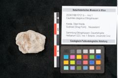 Foto (Objekt + Etikett) von Caulinites otagoicus Ettingshausen (NHMW-GEO-2024-0188-10121b)
